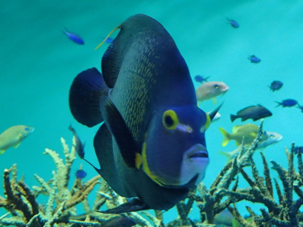 水族館 ボケないための日記のようなモノ 楽天ブログ