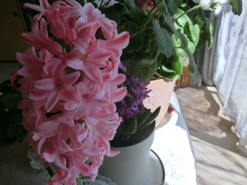 廊下温室のヒヤシンスと花たち ほうれん草の簡単グラタン 静かな時が流れる 風の庭 楽天ブログ