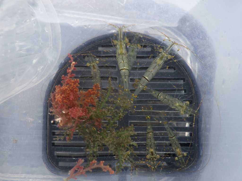 串本磯採集2023年6月上旬39　エサ用エビ