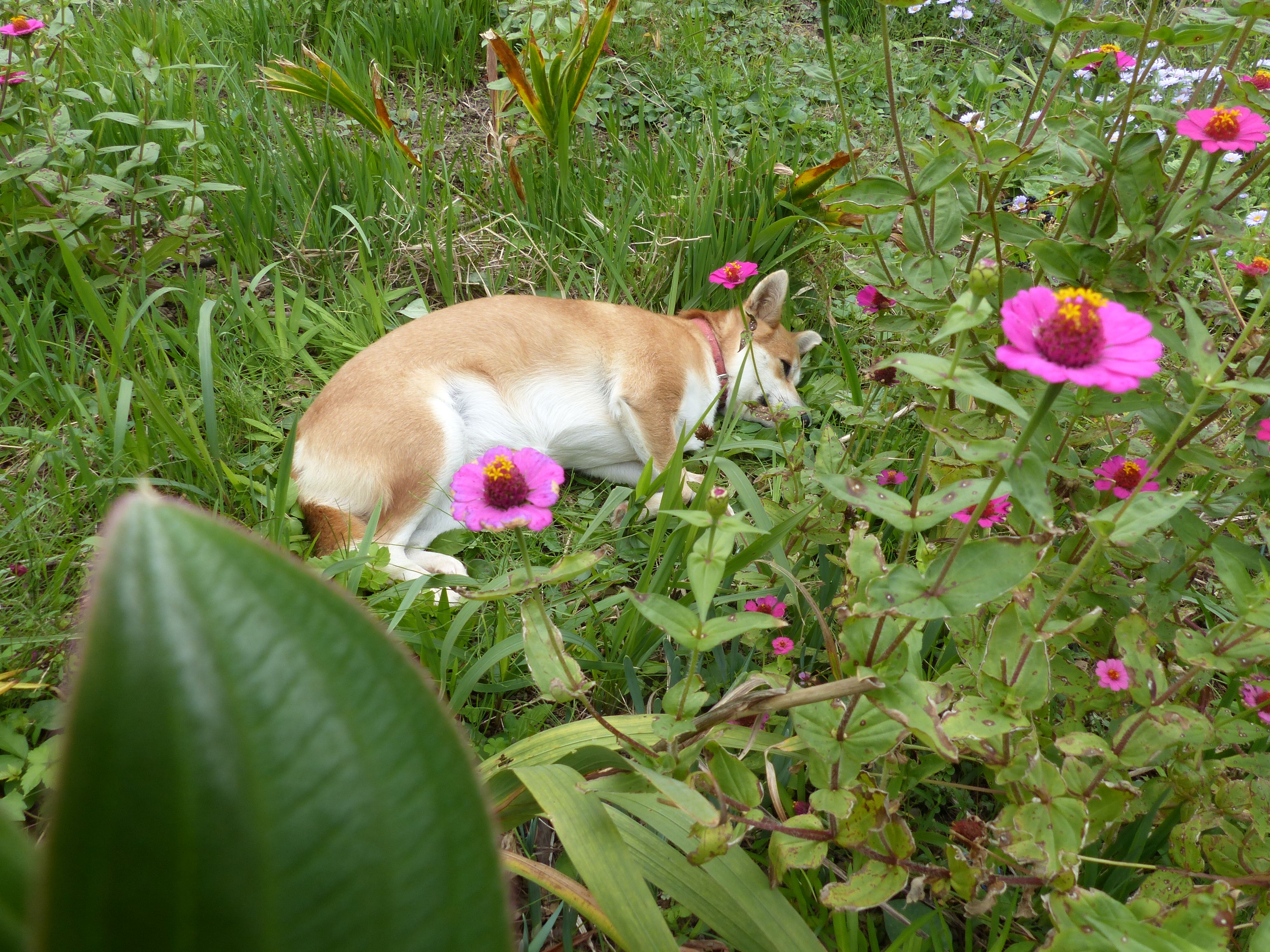 花壇の中で スヤスヤ オープンガーデン 蕗のとう 楽天ブログ