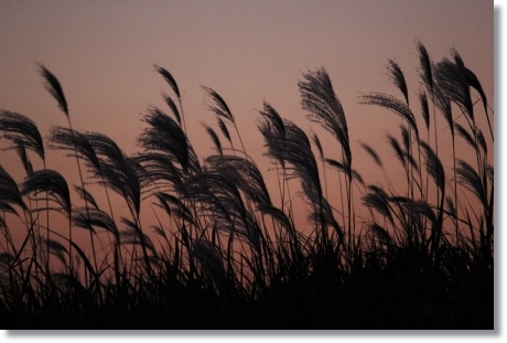 ススキ-2 13.10.13