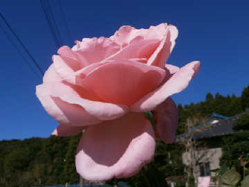 new_PA122013ピンクバラ.jpg
