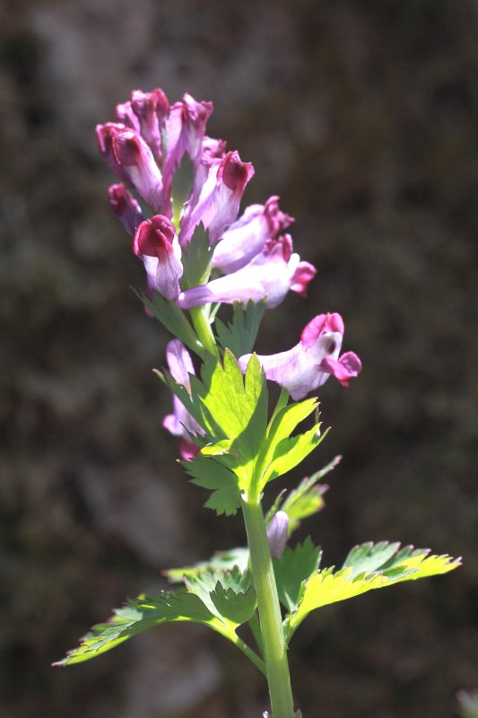 金剛山の花々_009.jpg