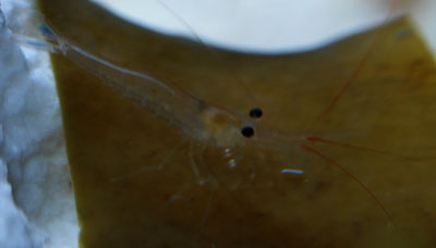 ポソブルーテール2