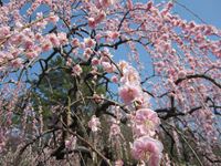 IMG_4975_R.JPG
