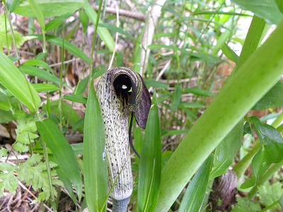 DSCN8909.jpg