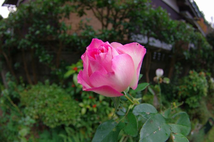 IMGP7375.jpg