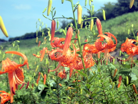 オニユリの花々