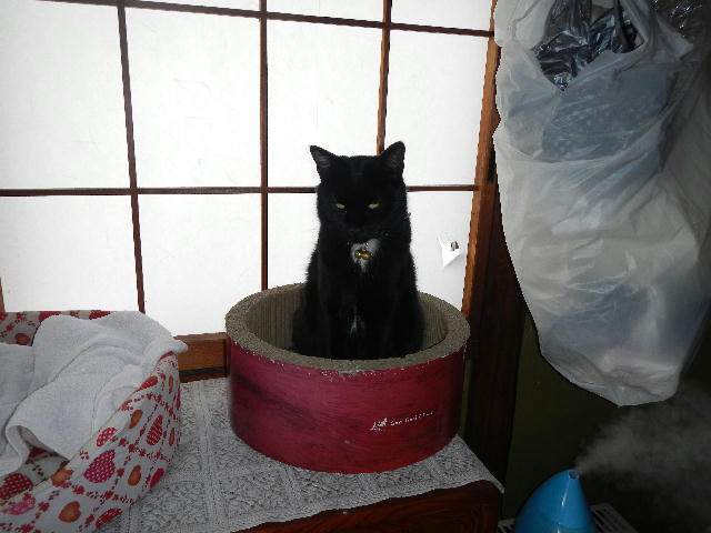 猫.JPG