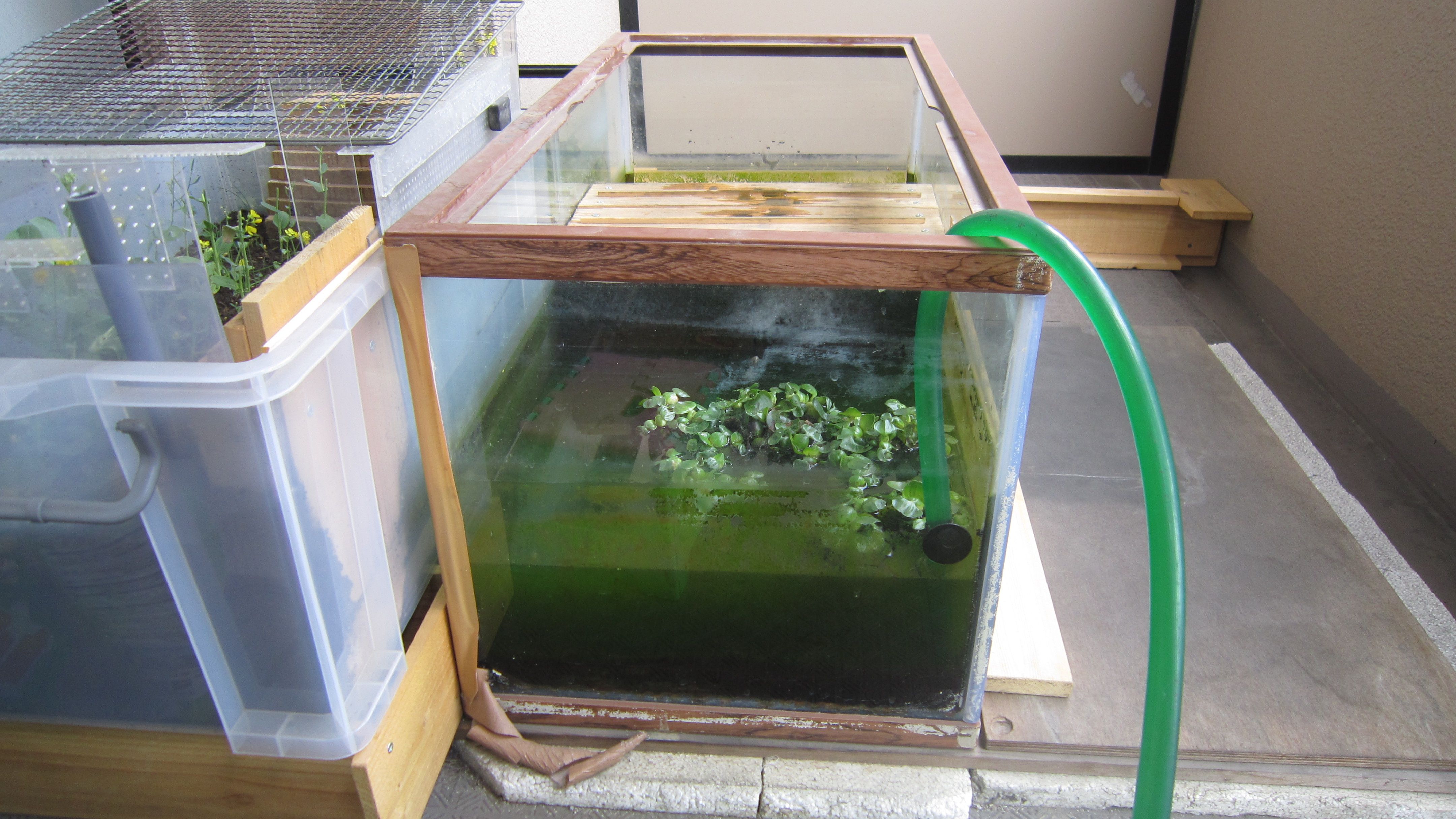 2ページ目の イシガメ水槽の改善 イシガメの水換えいらずの飼育 楽天ブログ