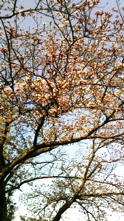 バス停の桜.jpg