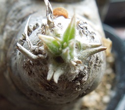 パキポディウム1-11-3