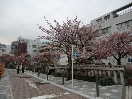 147ー熱海桜 (2).jpg