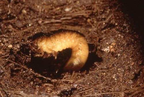 庭でみる 地中 地表の害虫 です 元気がなくなったら注意です 彡 学び活かすのブログ 楽天ブログ