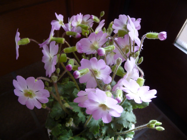 764 雲南桜草