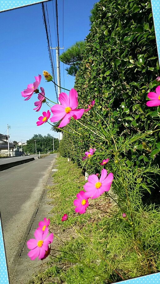コスモス