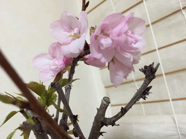 rblog-20160323181006-02.jpg
