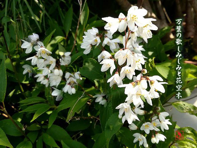 夏は来ぬ Fu 風子の575 あるがままに 楽天ブログ