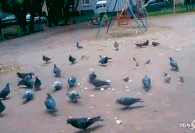 169141768_org_v1360831548.gif