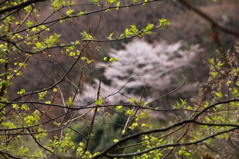 黒川桜の森_008.jpg