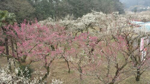 rblog-20170303082357-01.jpg