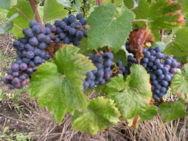RIMG22447.JPG