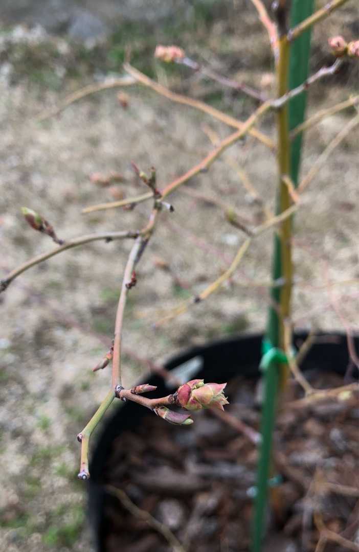 ブルーベリー観察 花芽落とす ラビットアイ系 ブルーベリー栽培記録 楽天ブログ