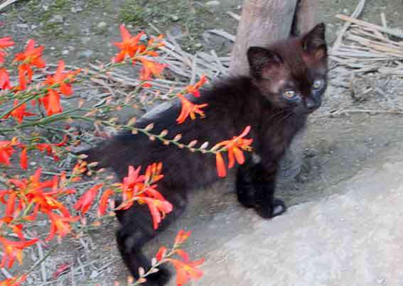 我が家のニャンコ♪2016/07/08-2