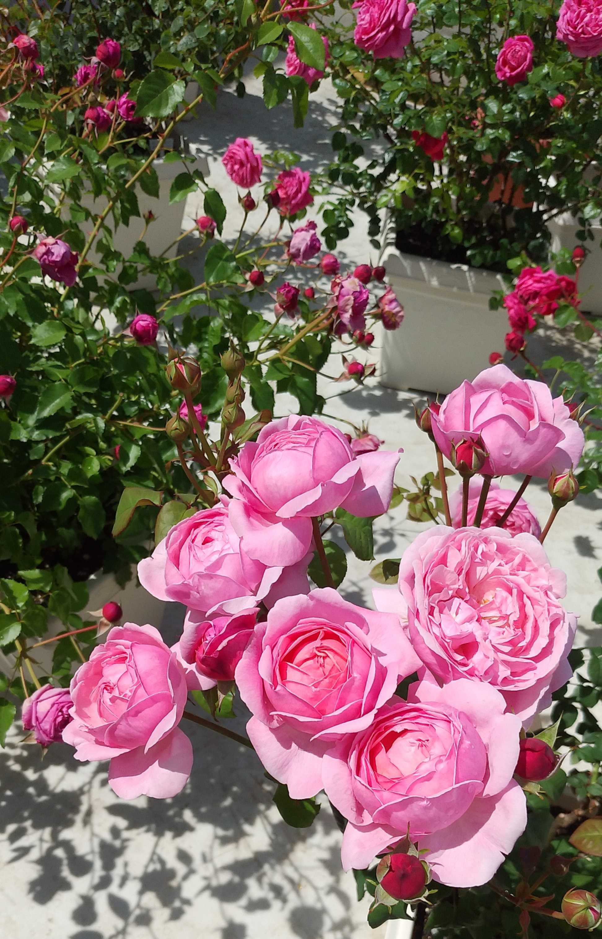 コーラルピンク フルーツ香 薔薇 コーラルピンク フルーツ香 薔薇 コーラルピンク フルーツ香 薔薇