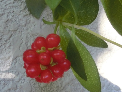 ハニーサックルの実