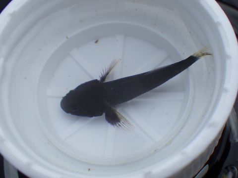 串本磯採集2016年7月中旬39　ヤハズハゼ（Bathygobius cyclopterus）の幼魚