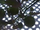2013年２月９日ミニキャロル