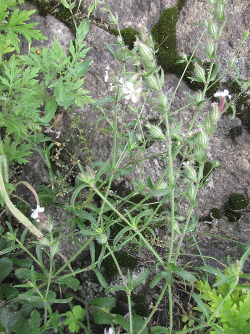 花の名調査中