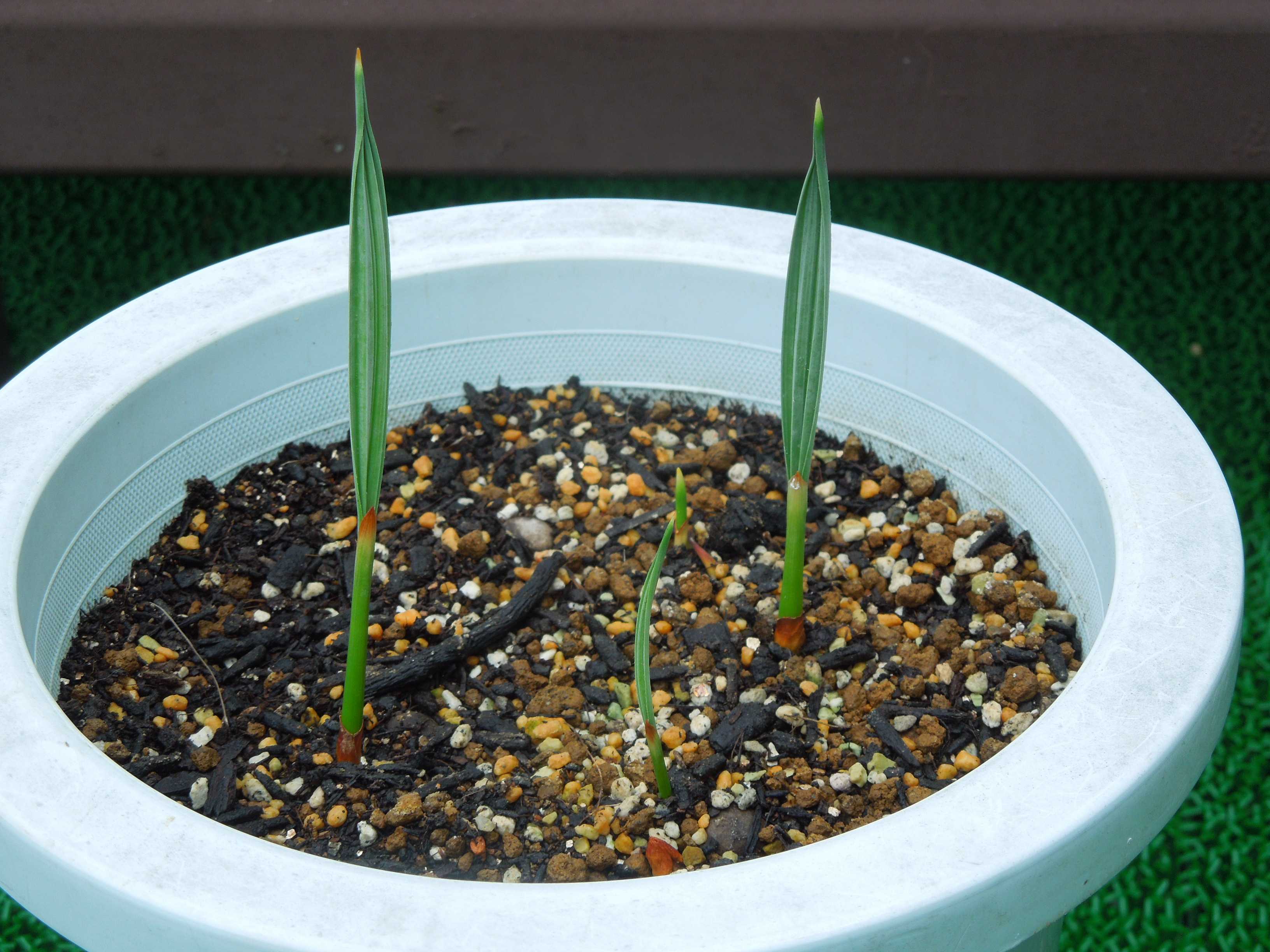 2月入荷 500粒+ ブラヘア アルマータ 種 種子 証明書 1308 2月入荷 500粒+ ブラヘア アルマータ 種 種子 証明書 1308 2月入荷