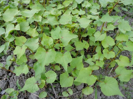 夏蕎麦の苗