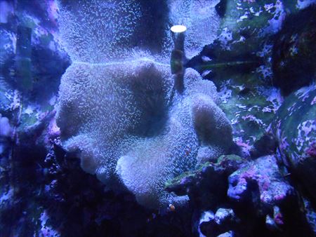 越前松島水族館