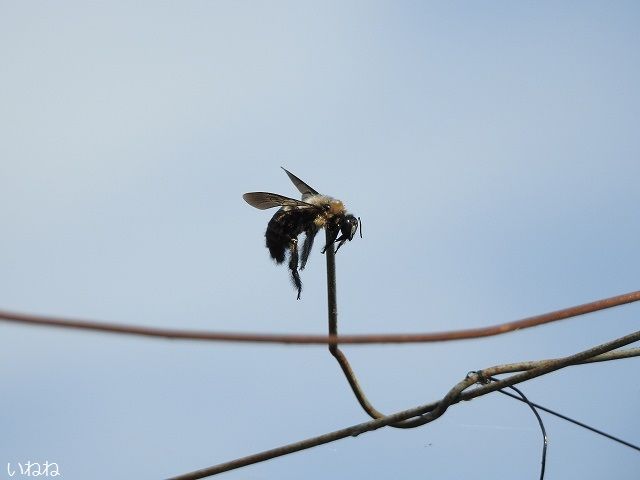モズ(百舌鳥)♂とハヤニエ(早贄) | いねねの趣味三昧(昆虫・野鳥・古寺巡り・読書・木工・語学など) - 楽天ブログ