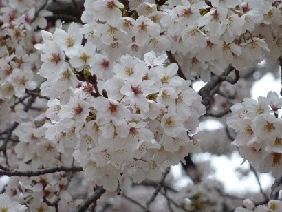 立川桜.jpg