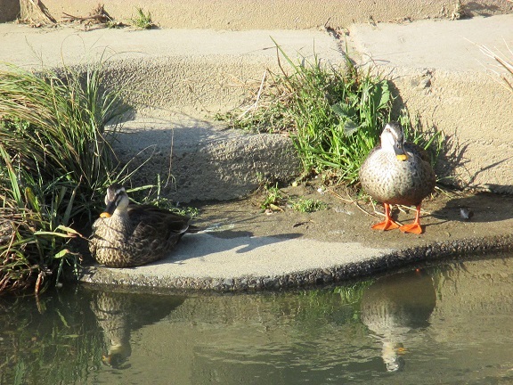 20130321#カルガモ夫婦2-3