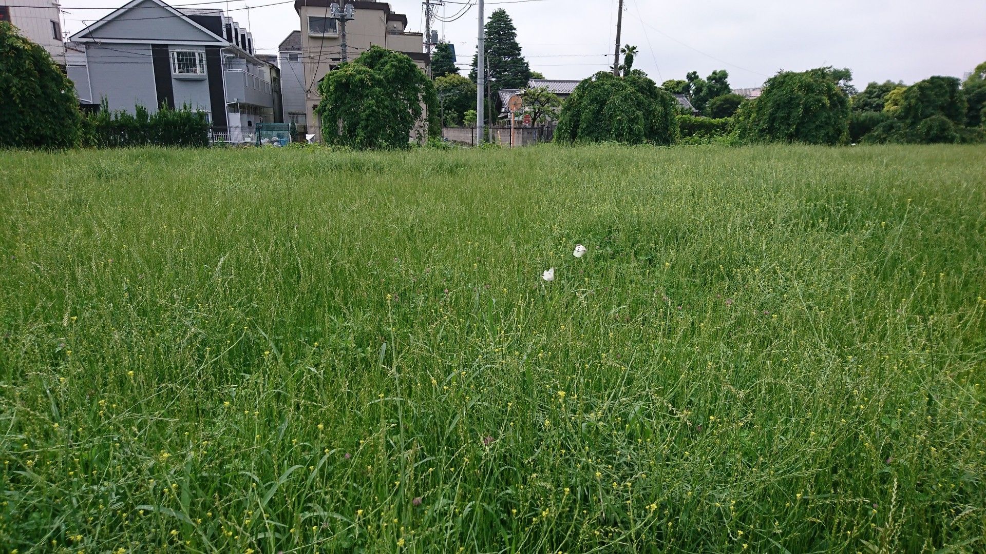 20200527赤羽自然観察公園オープン | しょう328533のブログ - 楽天ブログ