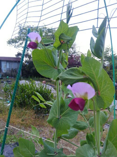 ５月６月植え野菜の下準備 静岡で観葉植物農家を目指す 岬ボタニカル 楽天ブログ