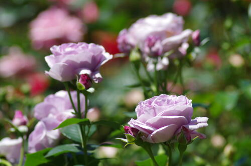 谷津バラ園のバラの花