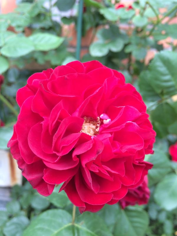 rblog-20150520125728-02.jpg