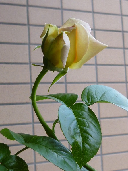 P1200829.JPG