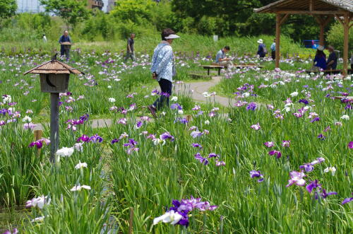 小岩菖蒲園にて