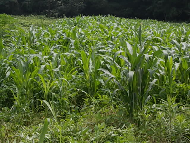 三尺ソルゴーと緑肥とうもろこし20120726