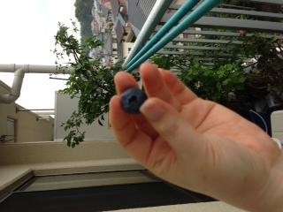 ブルーベリーの実