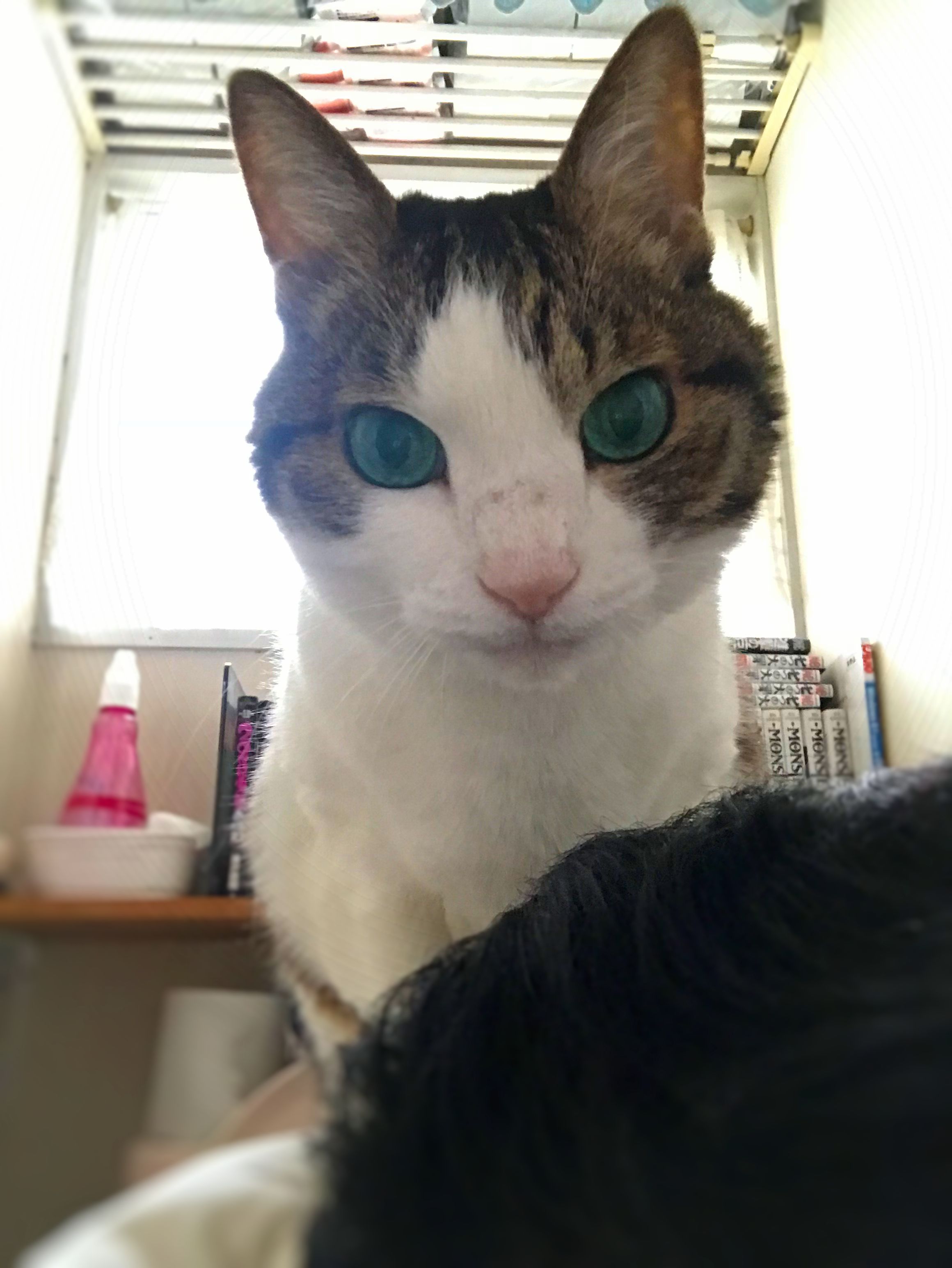 肩乗り上級猫ウニ姫 猫と一緒に 楽天ブログ
