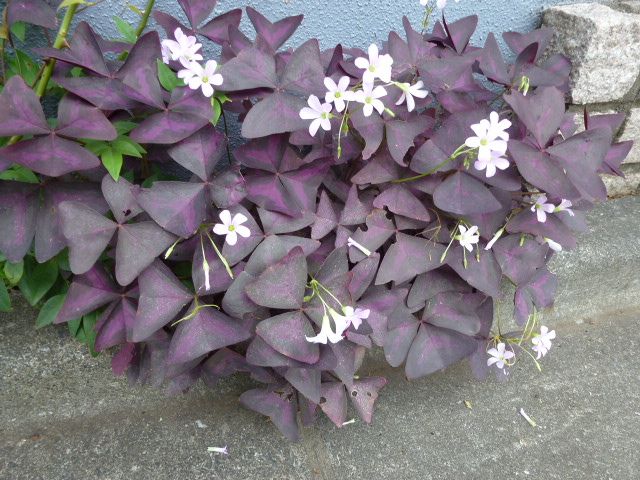 オキザリス レグネリー 瑠璃茉莉 道端の花 写真あり 私の好きな花 楽天ブログ