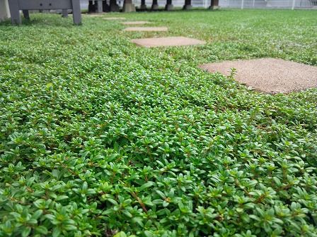ロンギカウリスタイムはクラピア庭の脇役です 緑の温もりを感じる庭づくり 北限のクラピア 楽天ブログ